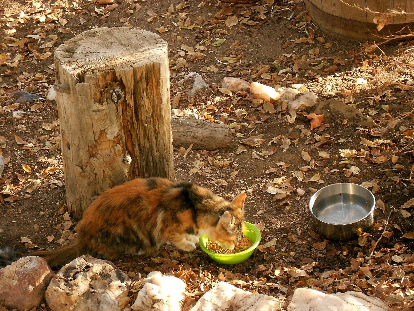 Female_feral_cat_feeding.jpg