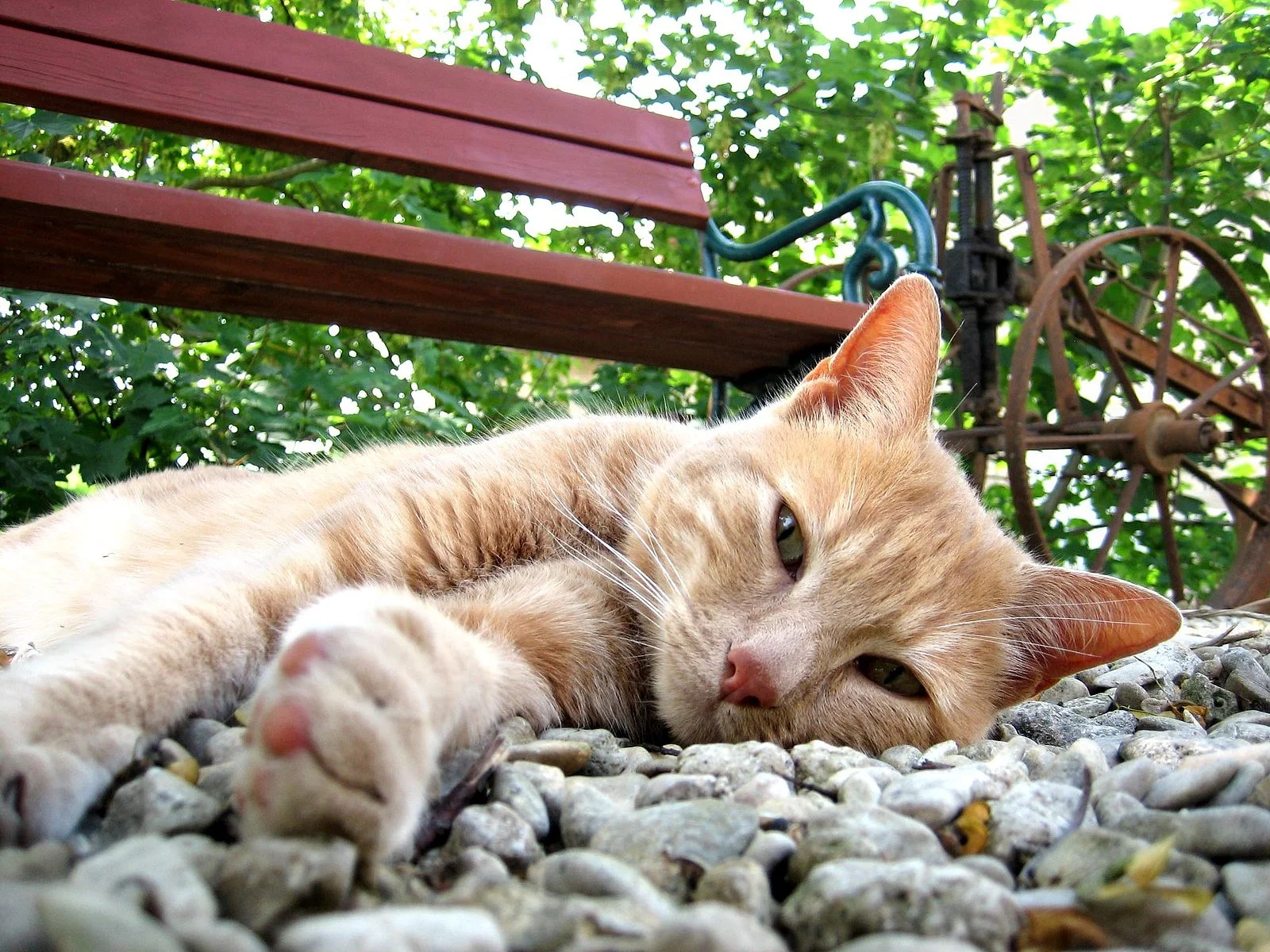 Katze_in_beaufort-en-argonne.jpg