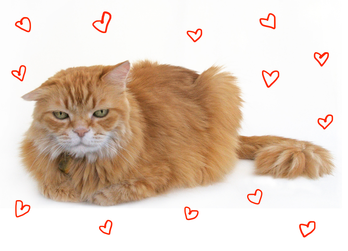 Mr._Maji_a_long-haired_orange_cat_with_white_muzzle-copy.jpg