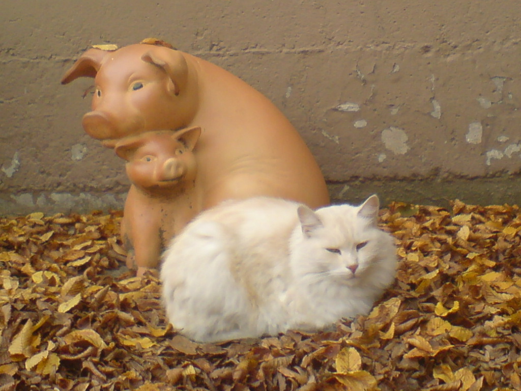 Nothing-to-see-here-loaf.jpg