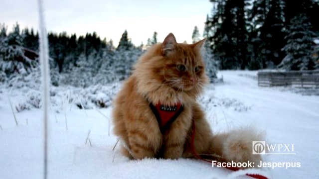 SNACK_skiing_cat.jpg