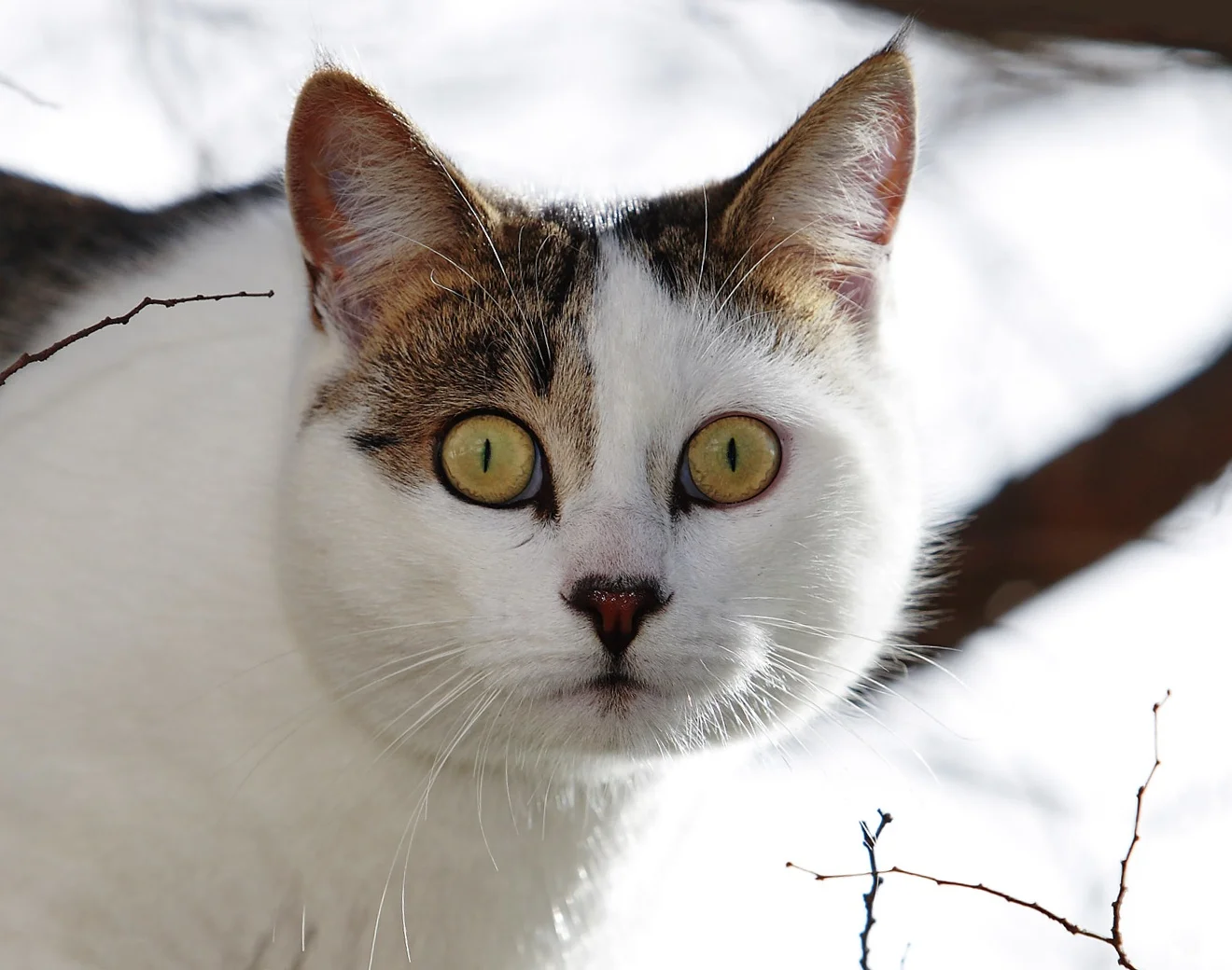 Winter-Cat-in-a-tree_detail.jpg