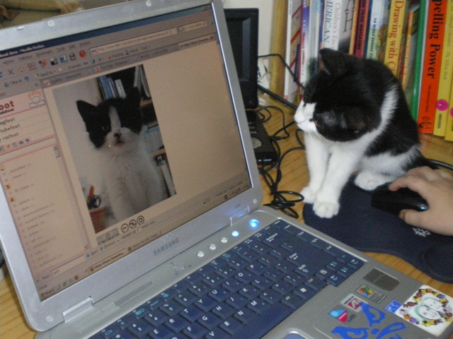 Cat_stares_at_itself_on_computer_monitor.jpg