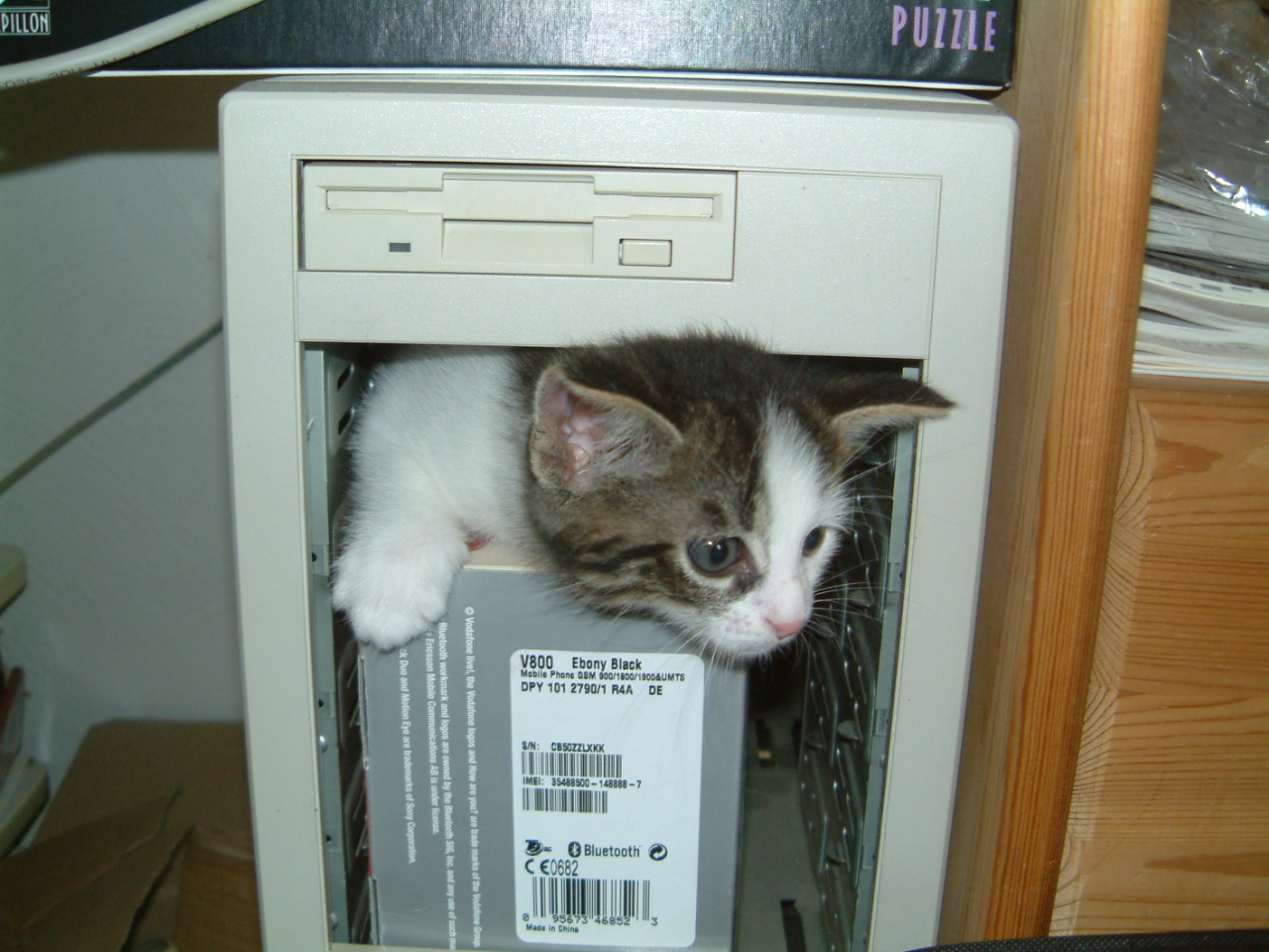 Computer-kitten.jpg
