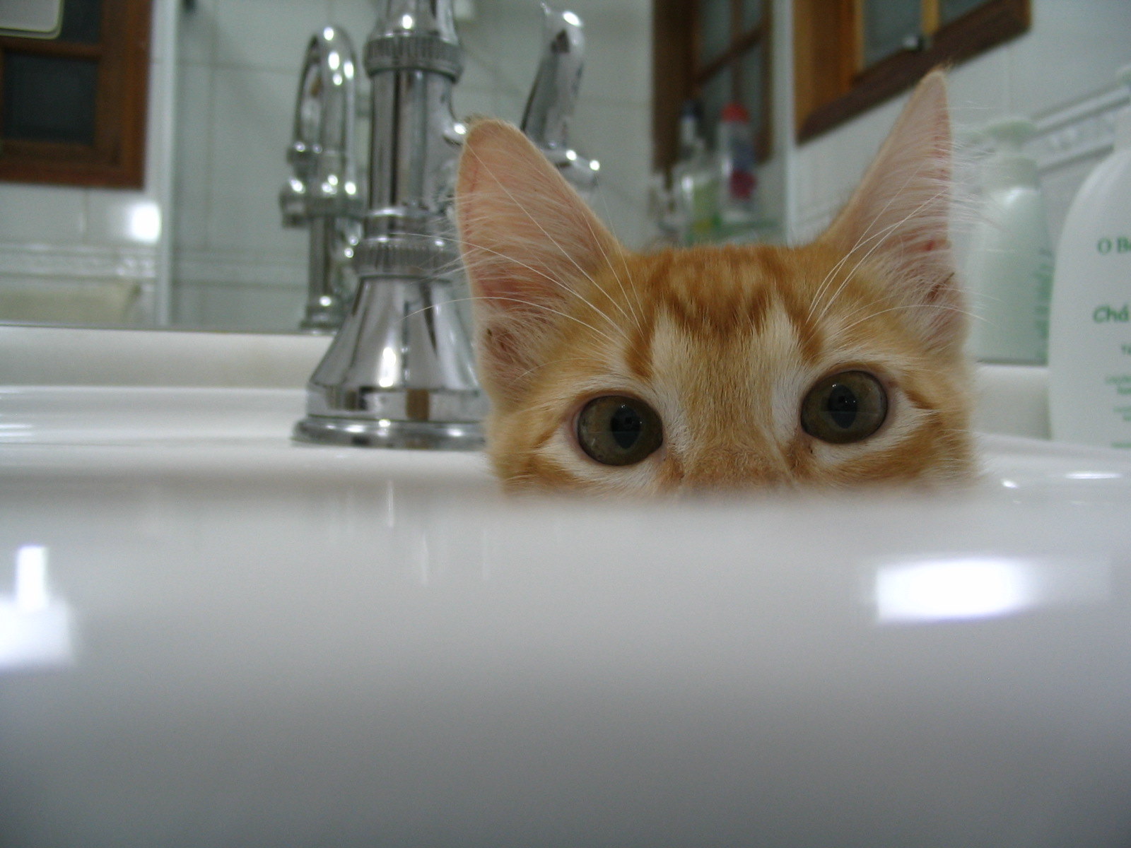 Gato_domestico_filhote.jpg