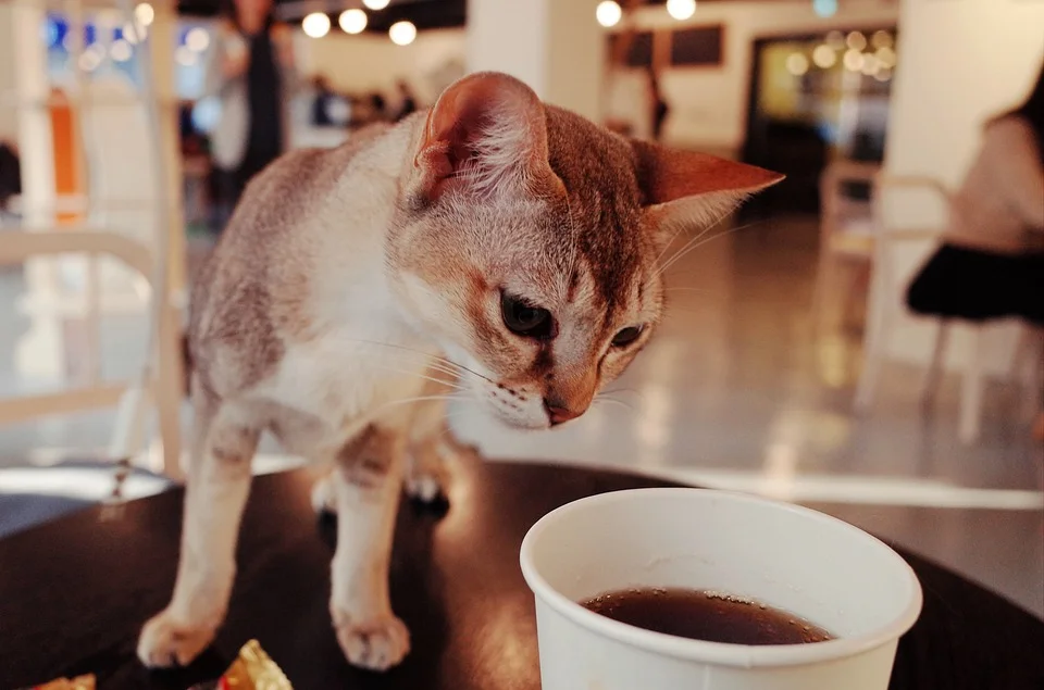 cat-1160222_960_720.jpg