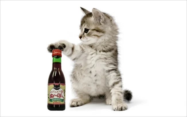 wine-for-cats-hed-2013.jpg