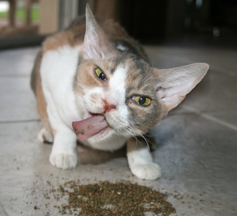 Cat-On-Catnip-14.jpg