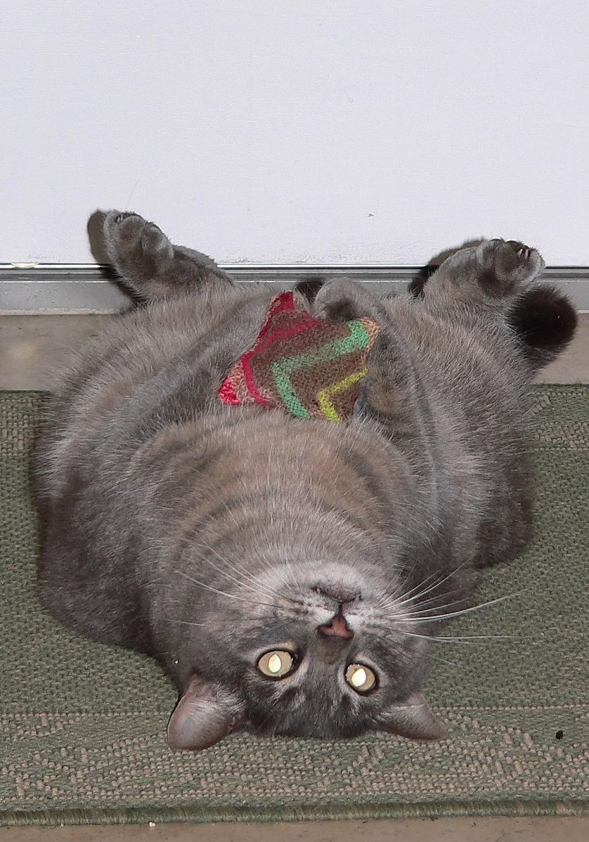 Cat_on_back.jpg