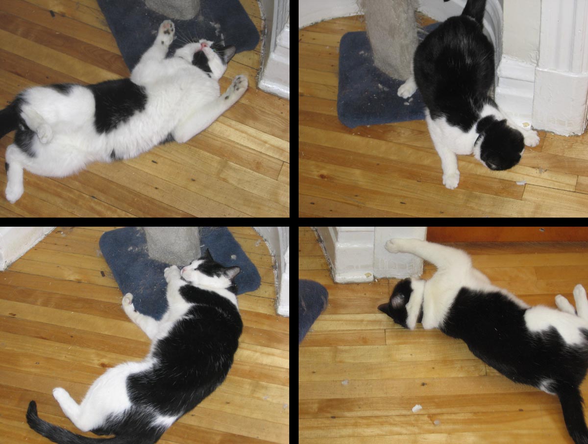 Catnip-effects.jpg