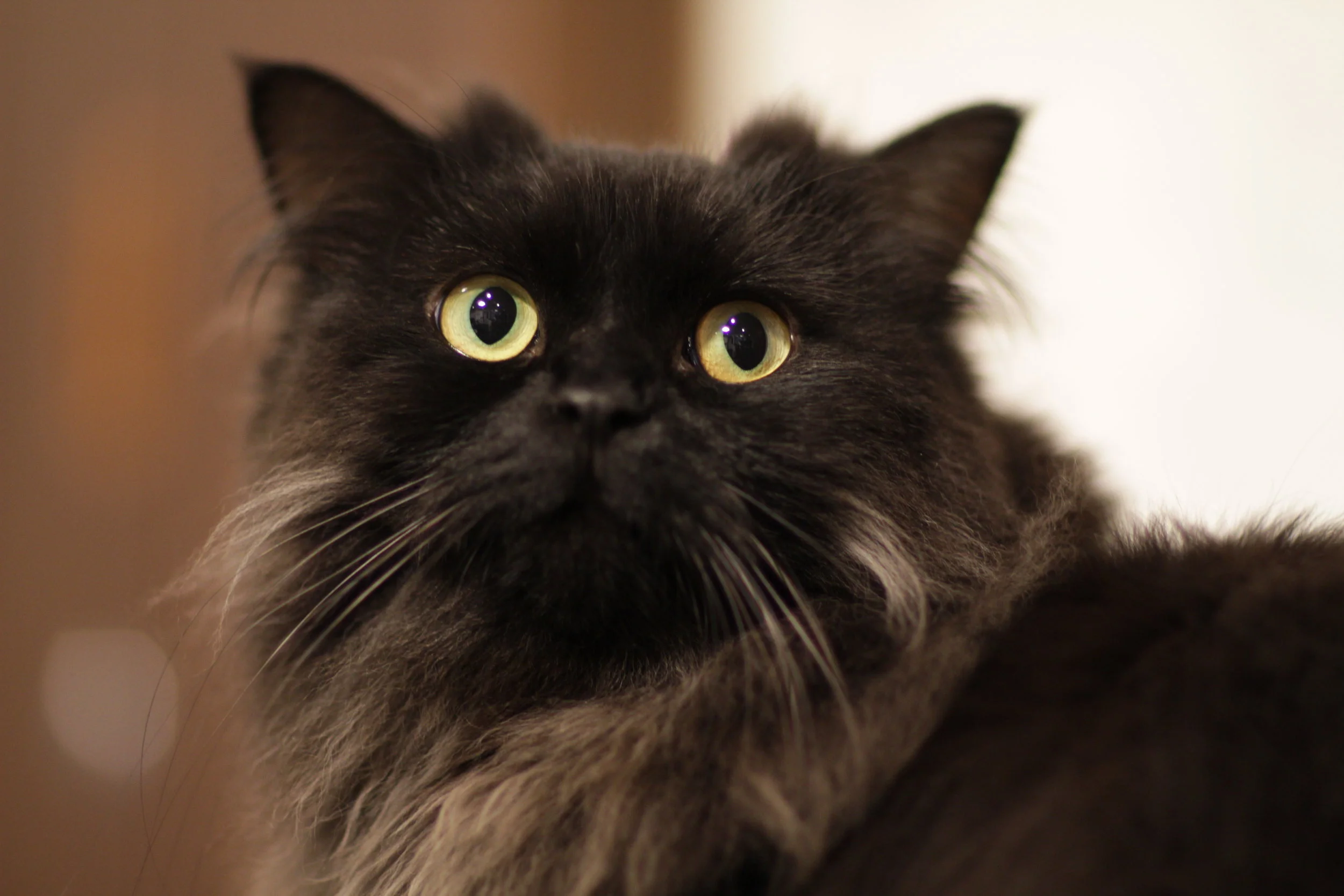 Kururu-LaPermCat_in_Cat_Cafe.jpg