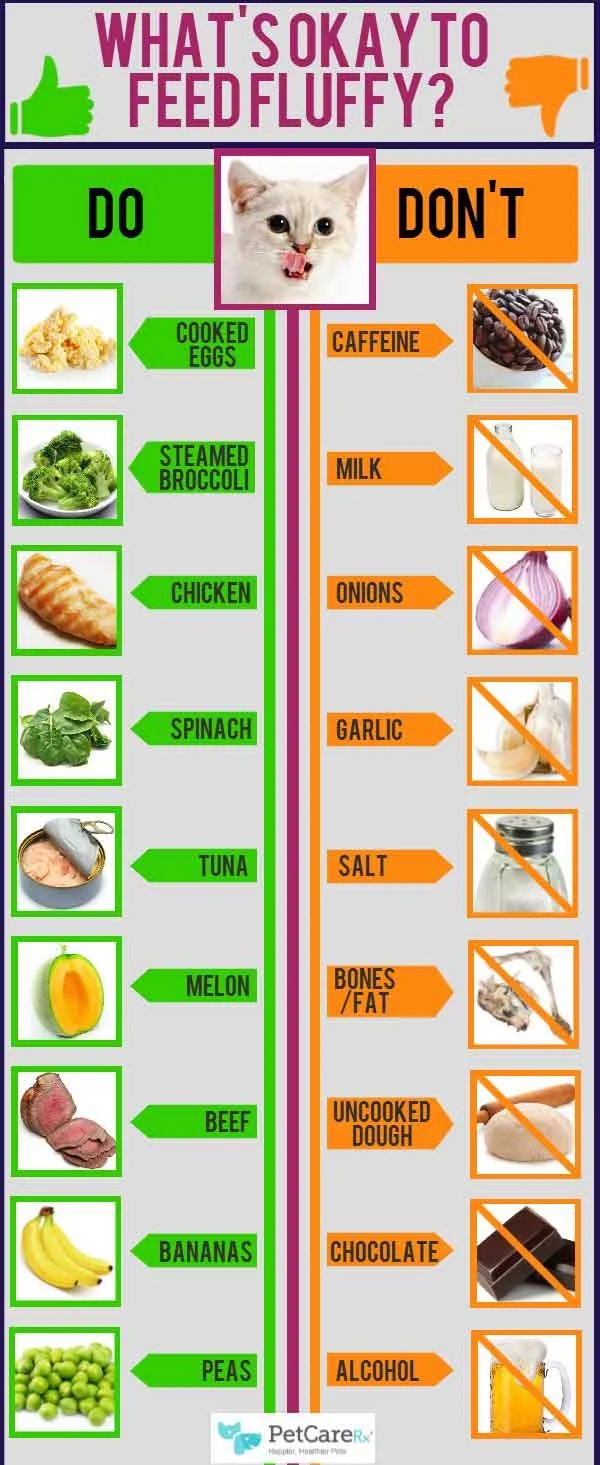 What-food-to-feed-cats-infographic
