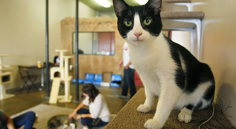 kc_cat342793x013_r900x493.jpg