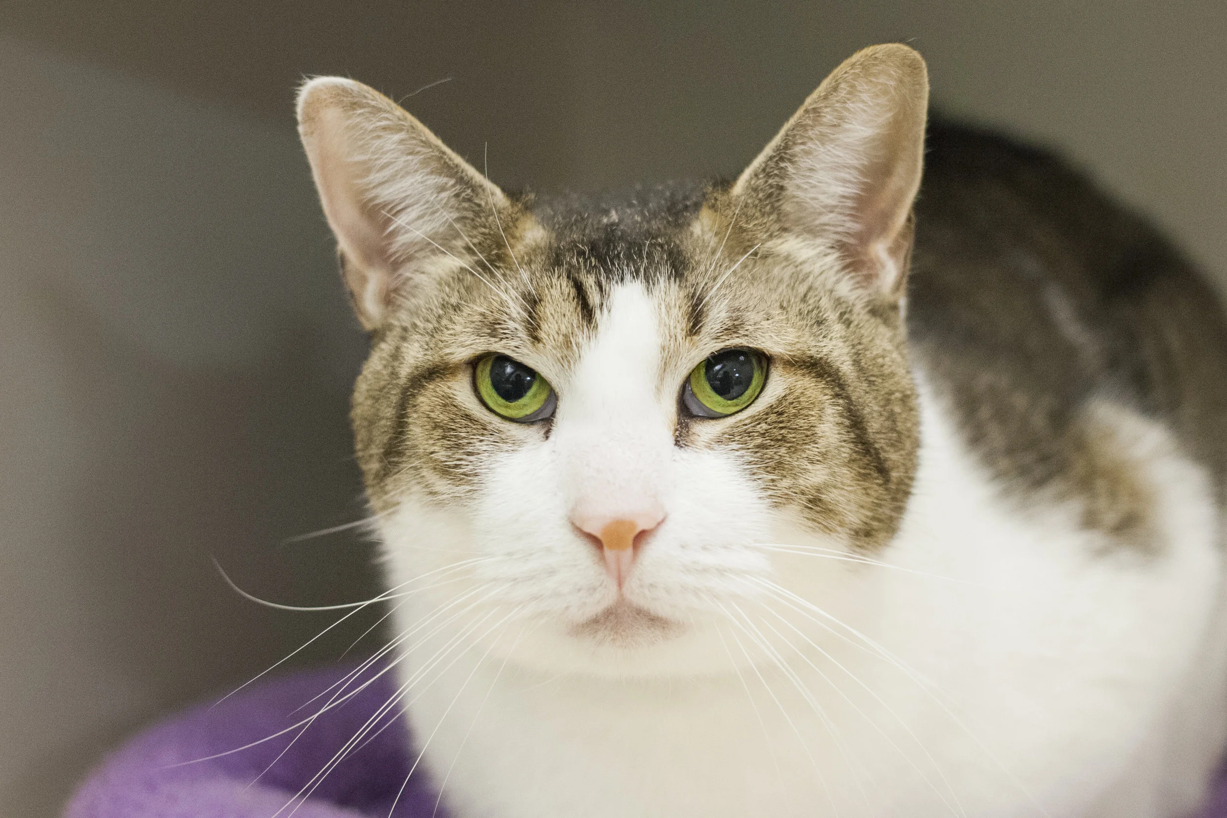 June Is Adopt A Shelter Cat Month So Here Are Some Purr Fect Cats Who Need Homes That Cat Blog