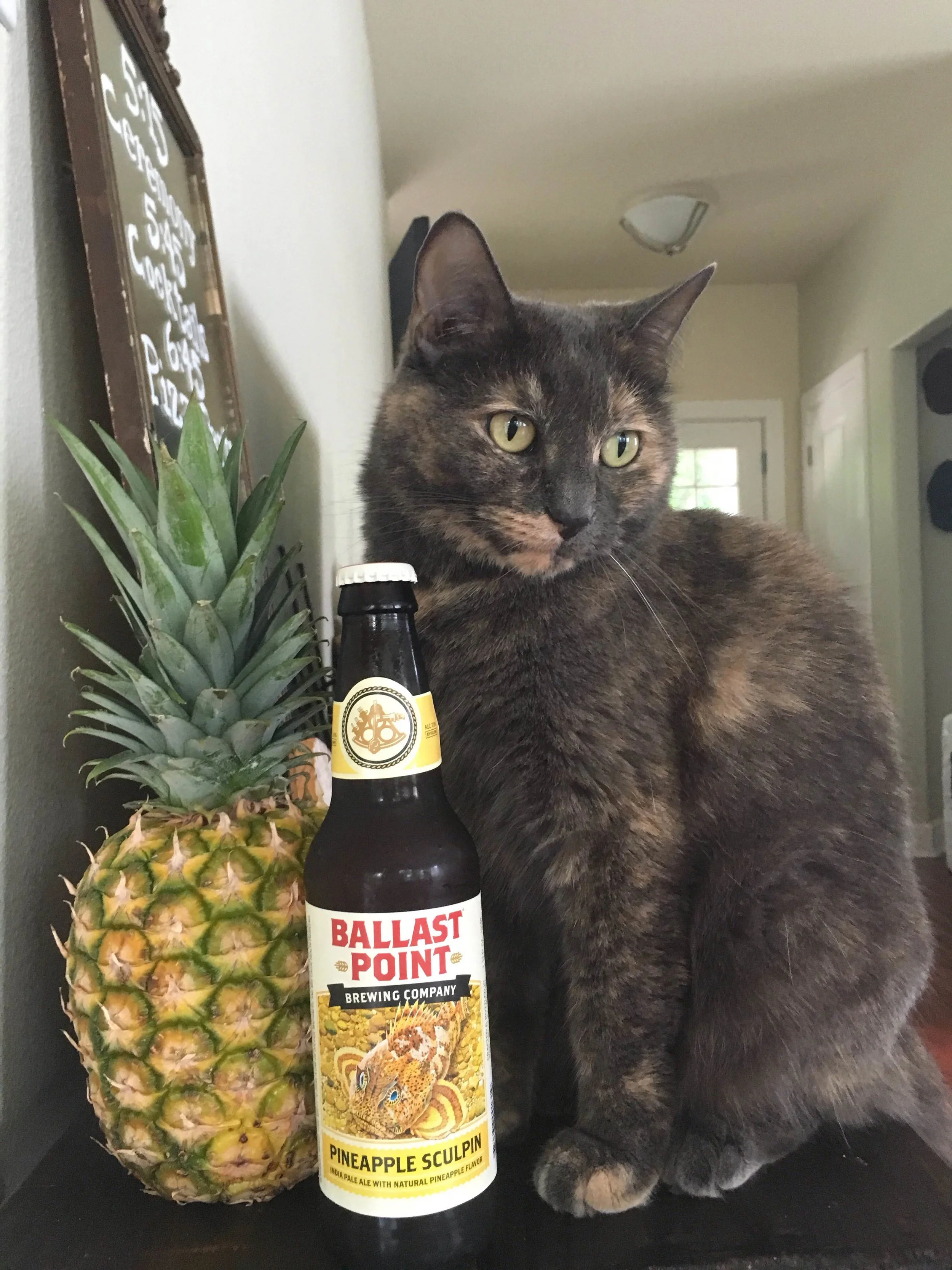 It’s five o’clock somewhere … but it doesn’t matter what time it is cuz Mary’s a cat….