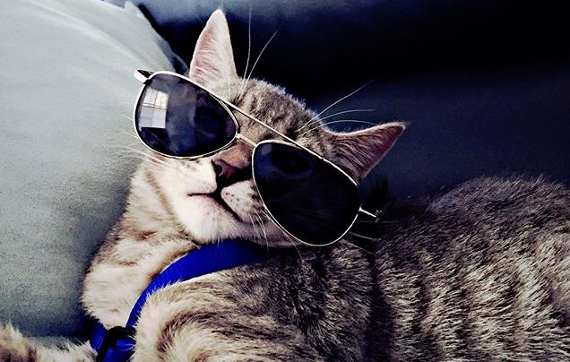 Cool-Dude.jpg