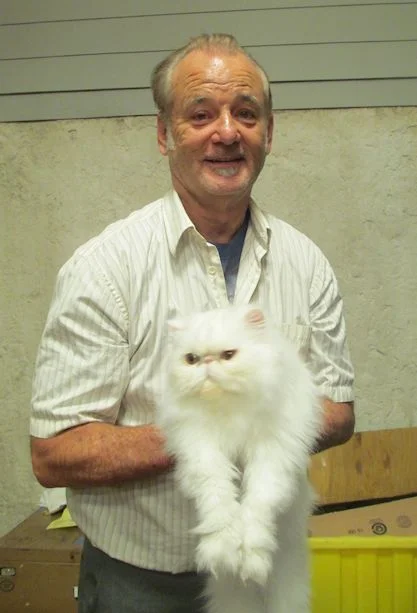 bill-murray-cat.jpg