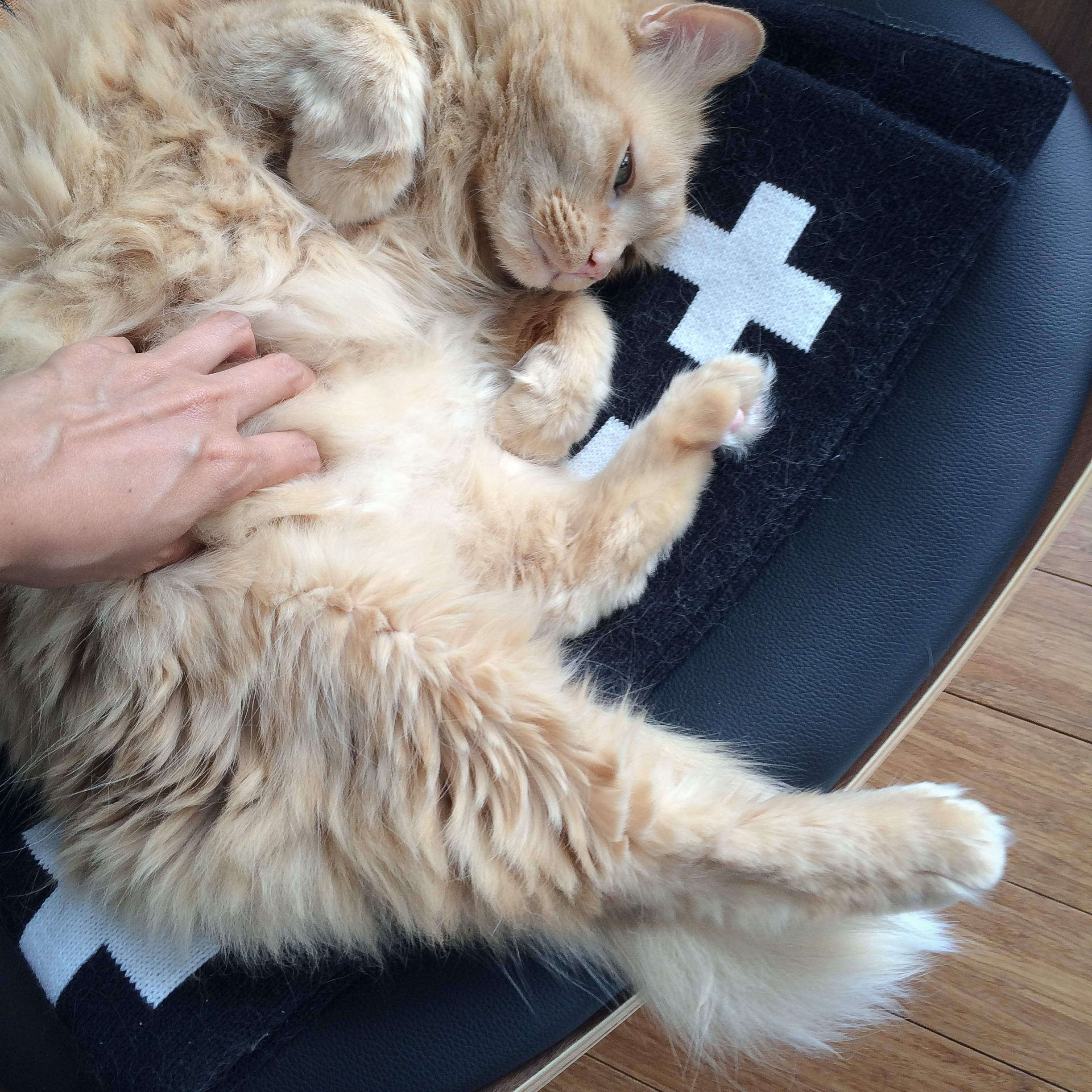 That-Cat-Blog-Image-6.jpg