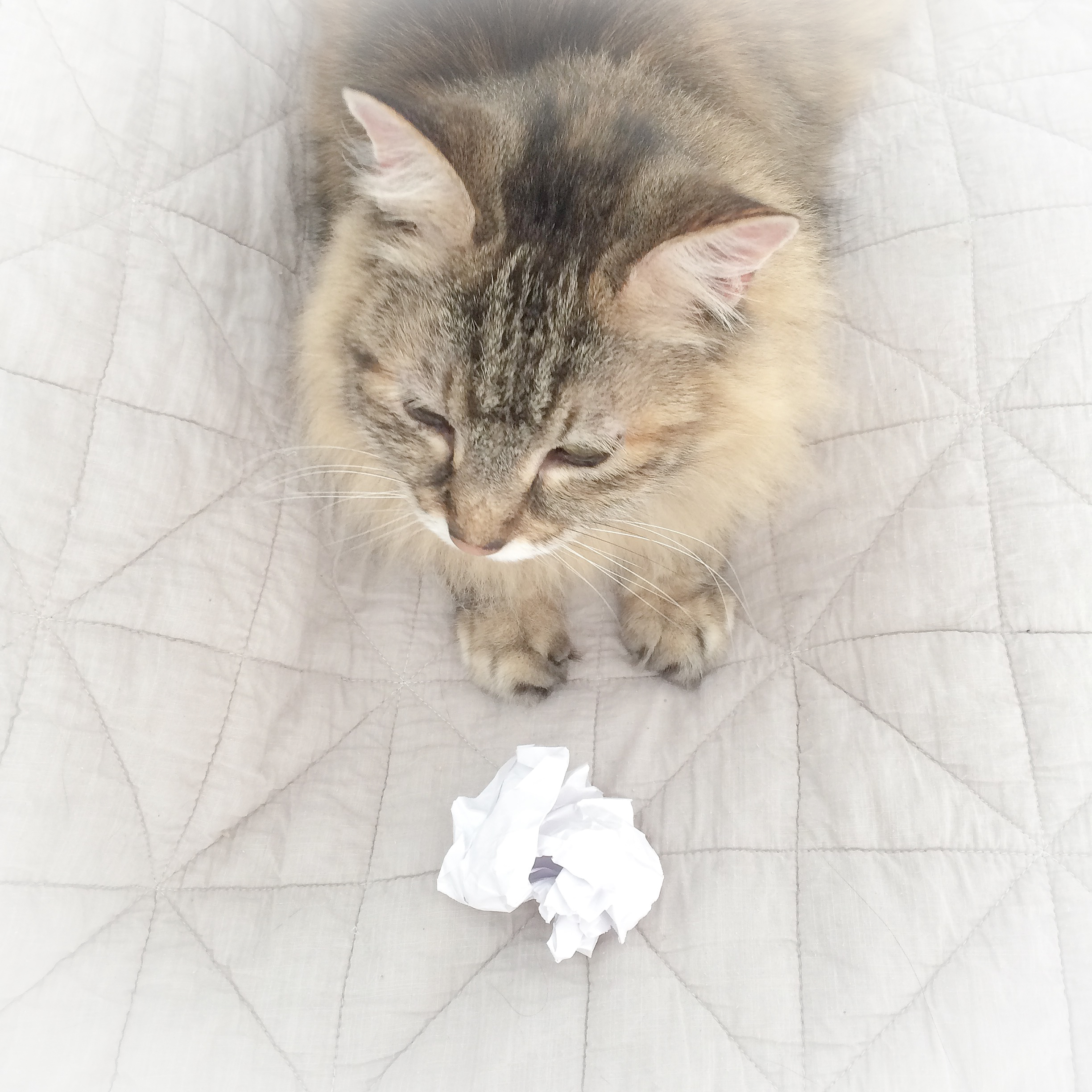 That-Cat-Blog-Image-7.jpg