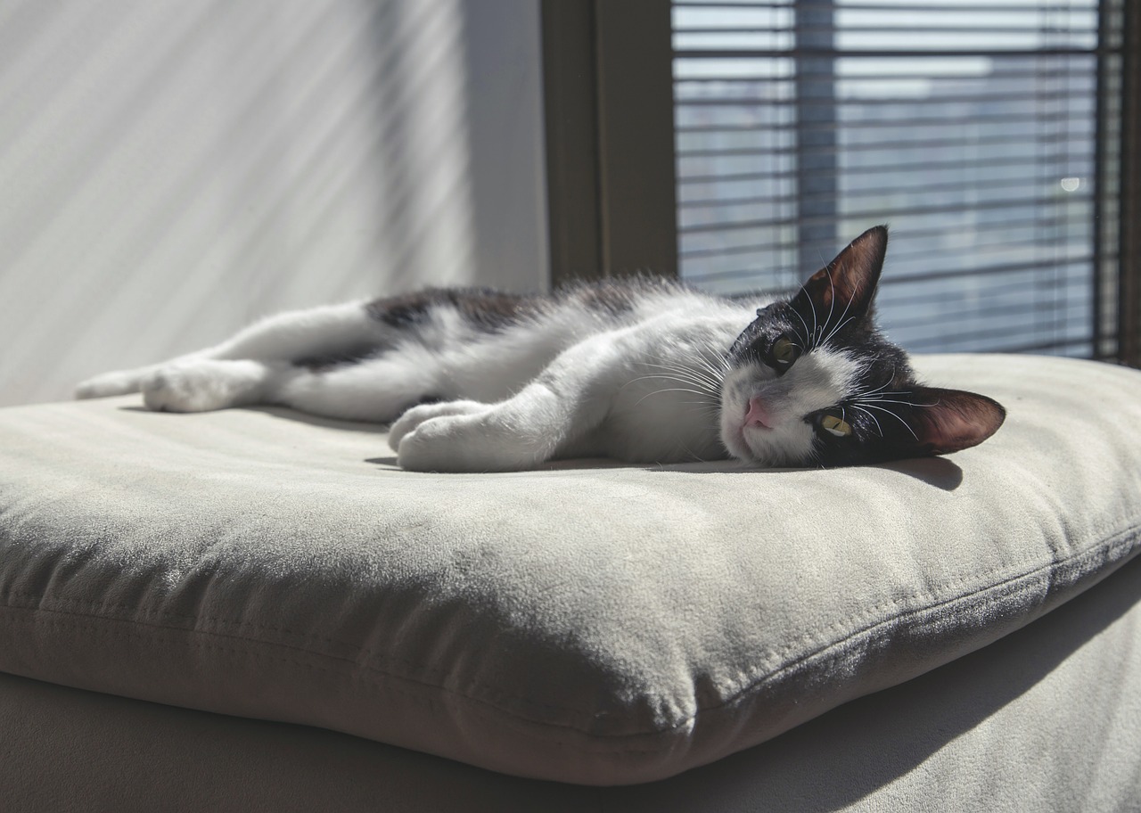 cat-736455_1280.jpg