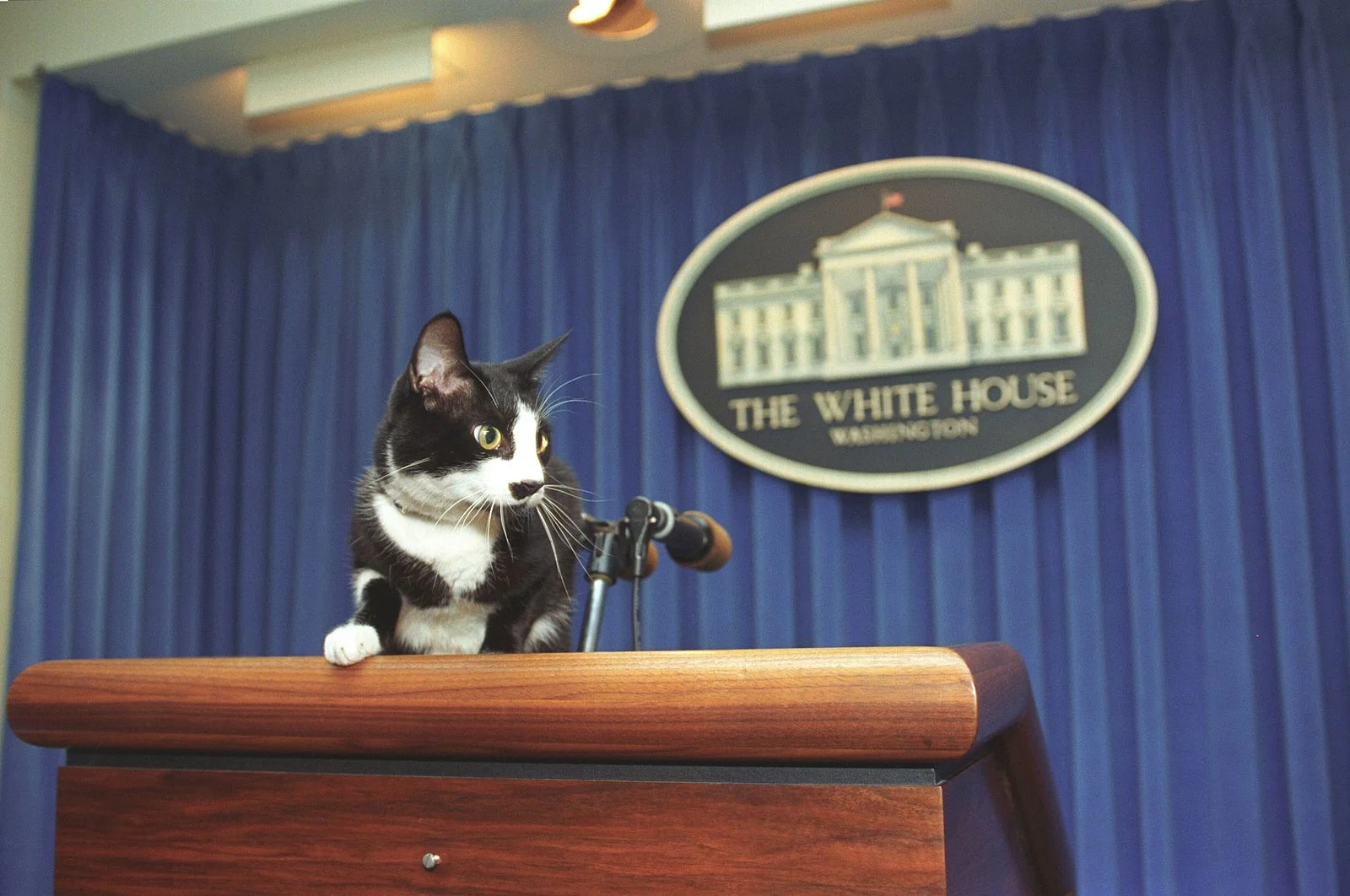 Photograph_of_Socks_the_Cat_Standing_on_the_Press_Podium_in_the_Press_Room_at_the_White_House-_12-05-1993_6461507039.jpg