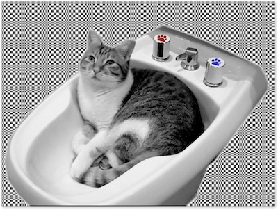 CatBidet.jpg