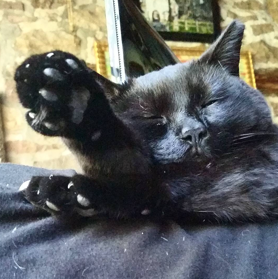 Must….take….nap…..zzzzzzzzzzzzz