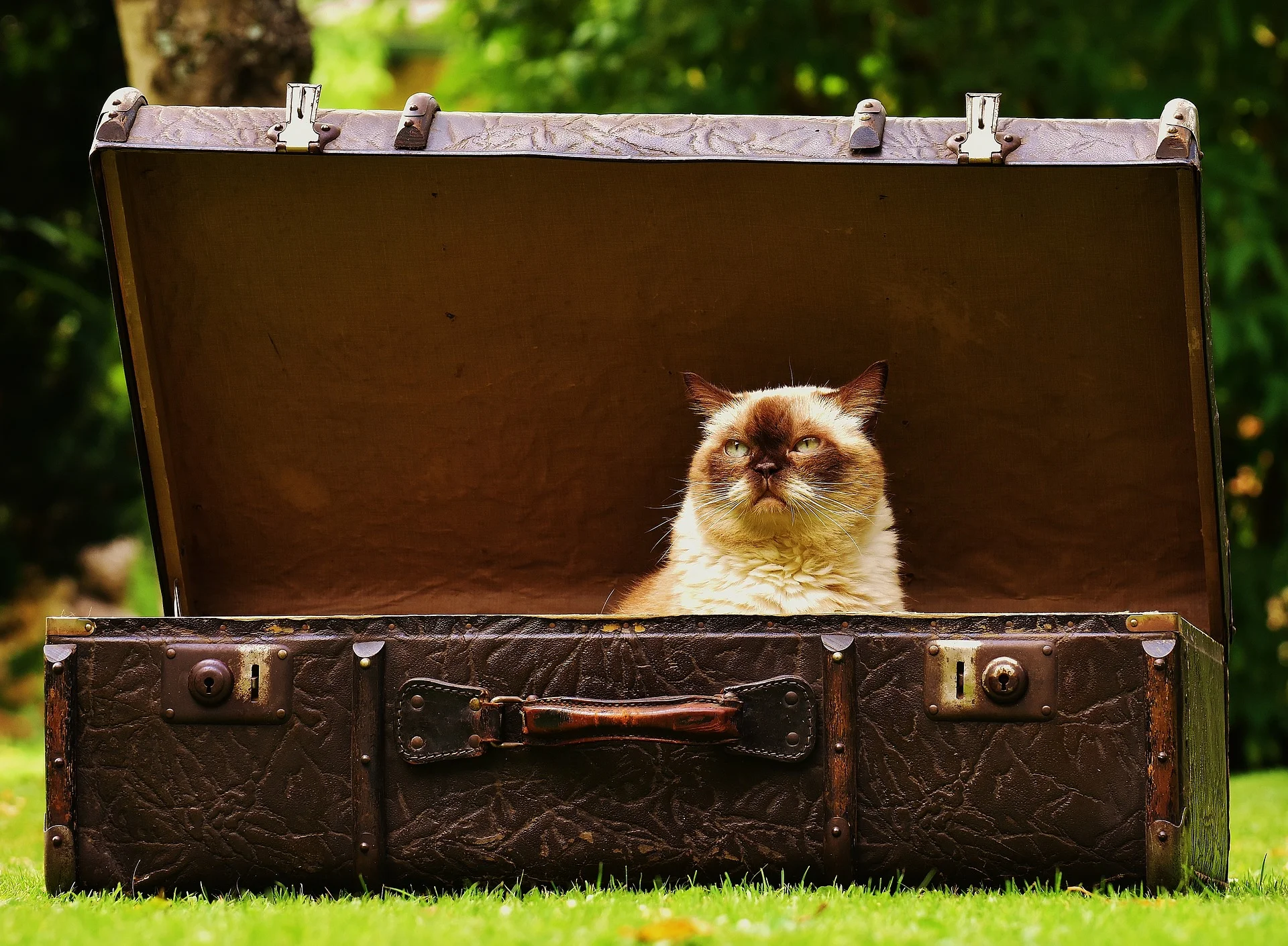 luggage-1643010_1920.jpg