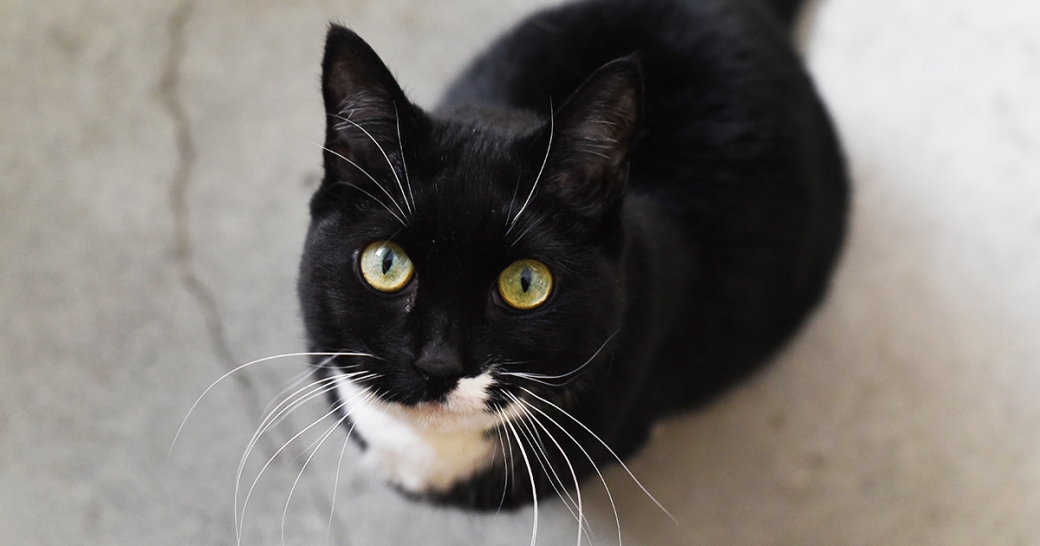 muffin-a34263599_2017-01-10_0003.jpg
