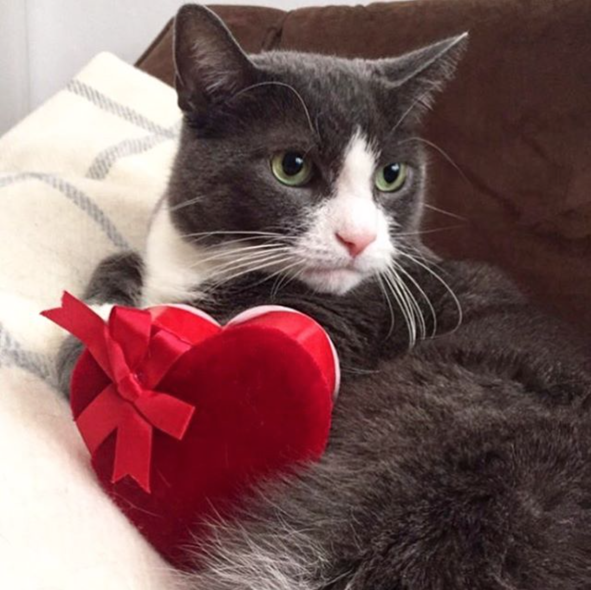 petie-bear-with-valentine-heart-cat-toy