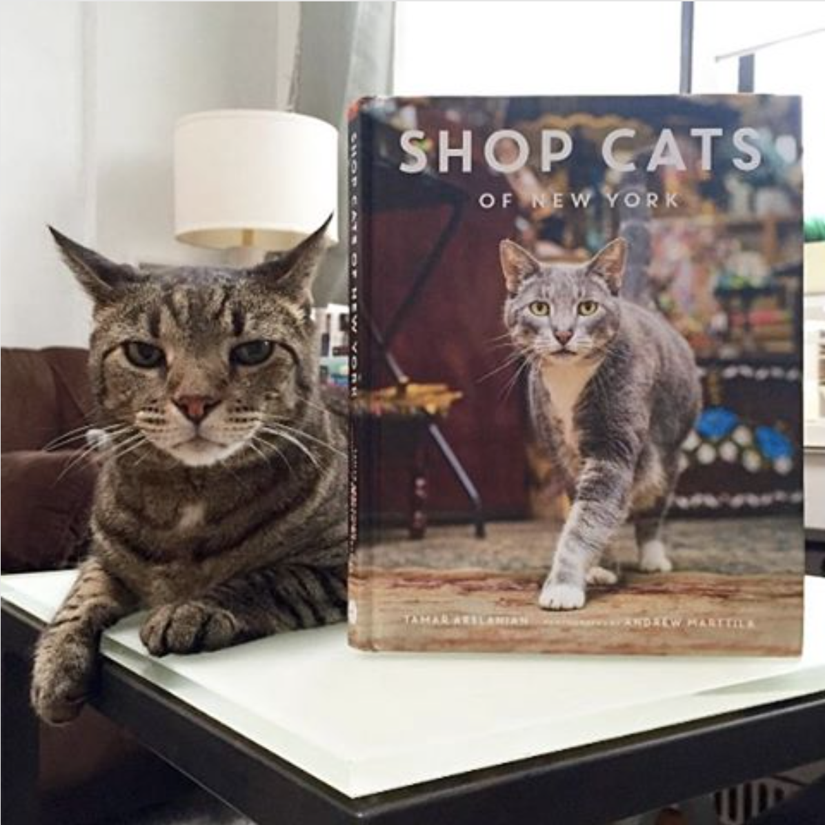shop-cats-of-new-york-kippie-cat