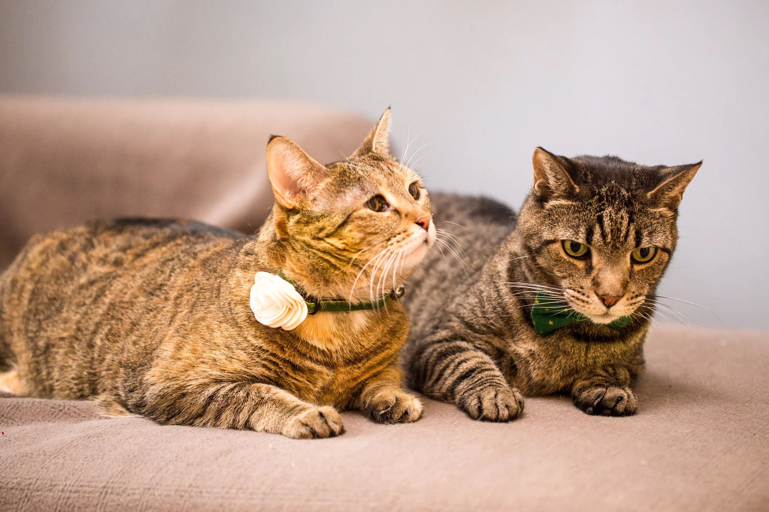 haddie-kip-cats-together