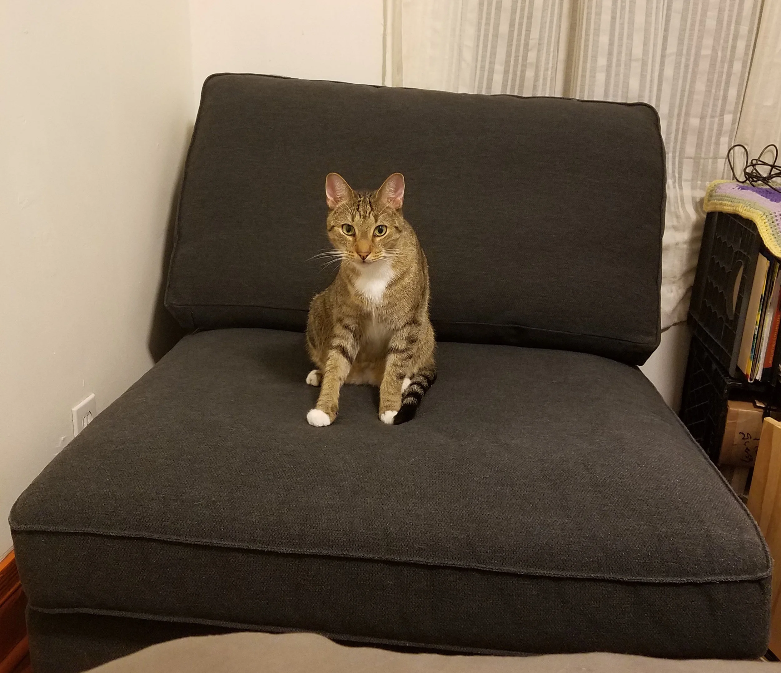 Caturdays With Thomas, Week 1: I Got A New Chair!