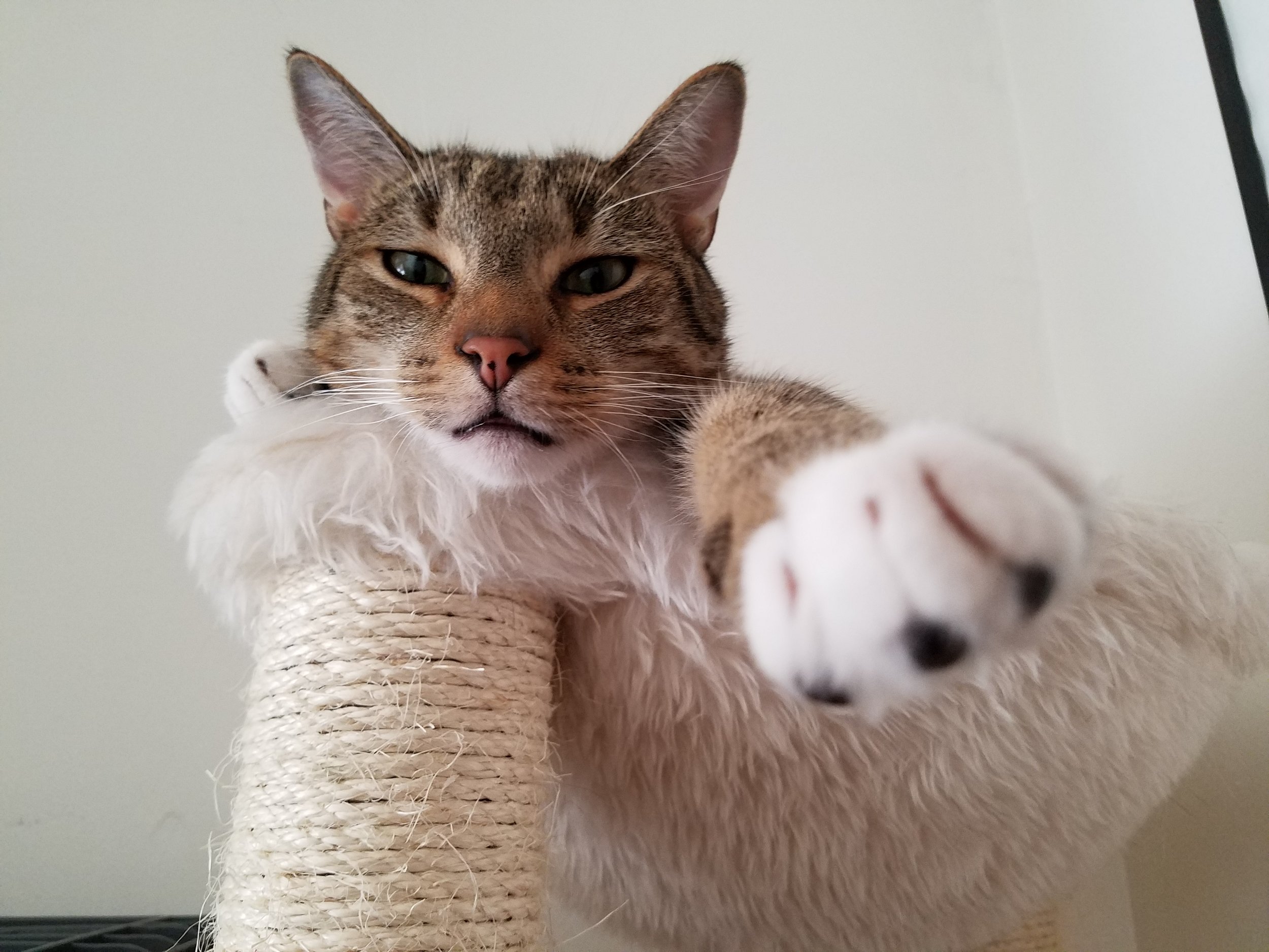 Caturdays With Thomas, Week 2: Pranks On Ma