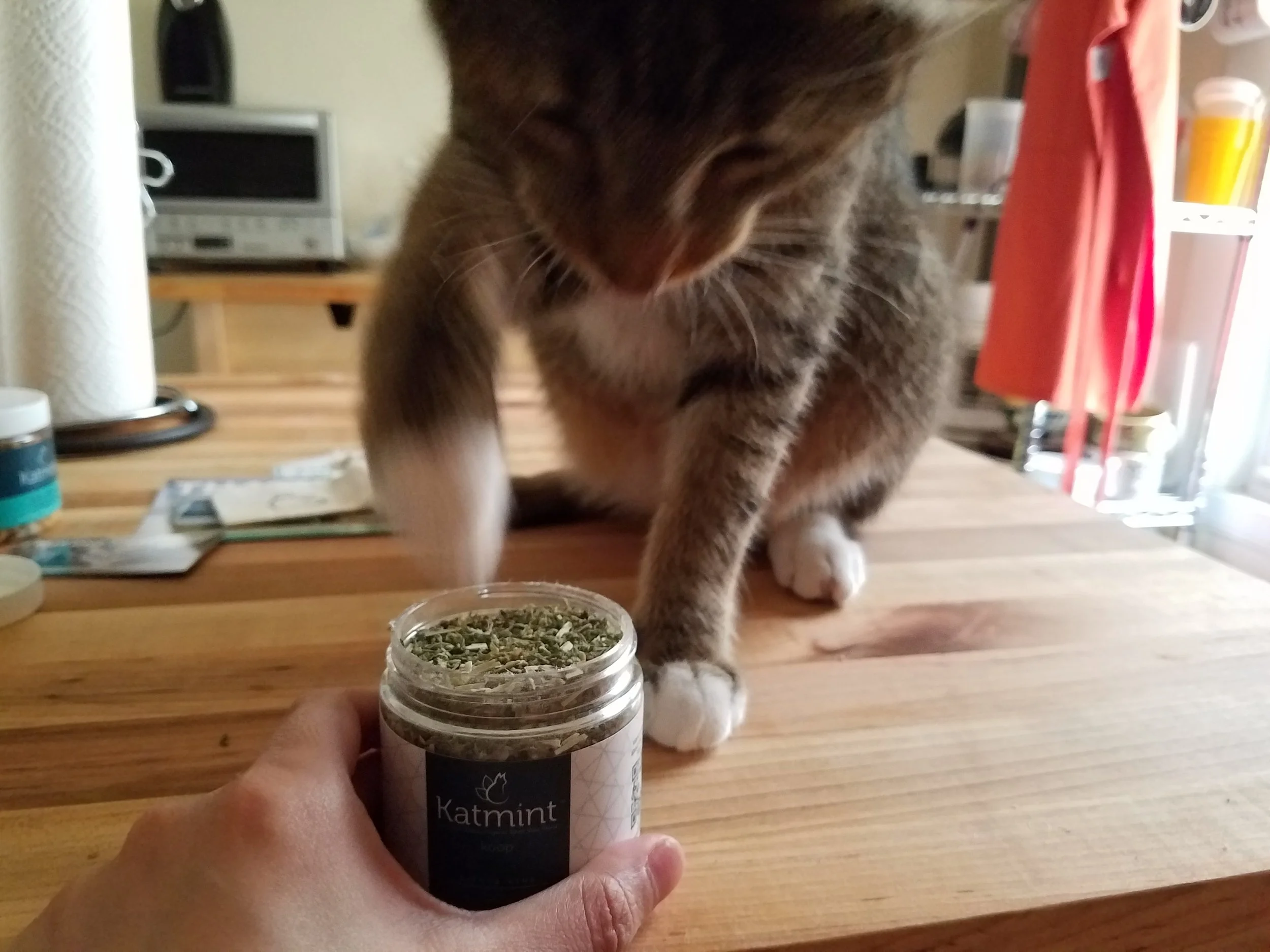 Review: Koop Brand Catnip and Salmon Treats