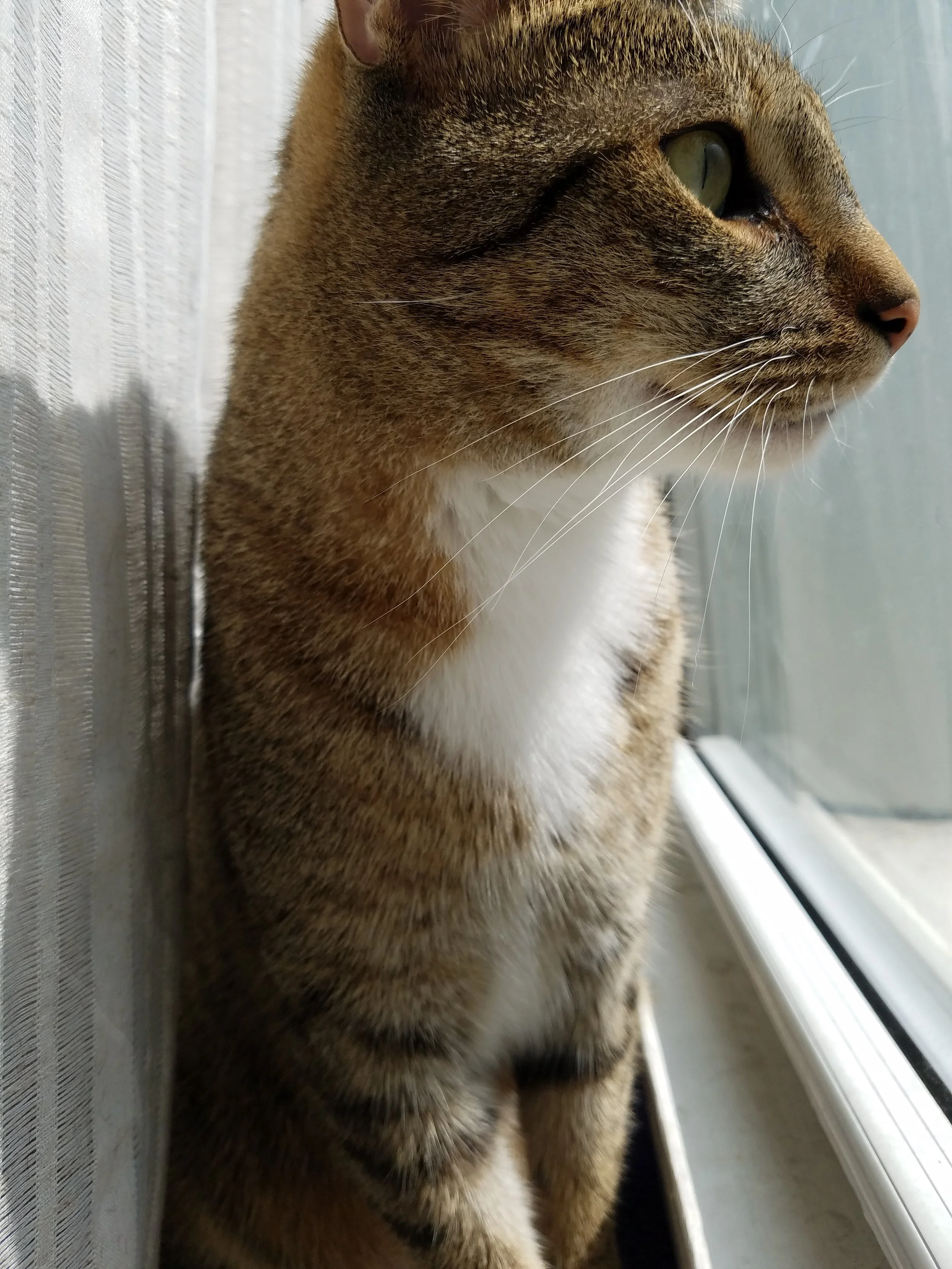 Caturdays With Thomas, Week 3: Refrigerator Adventures
