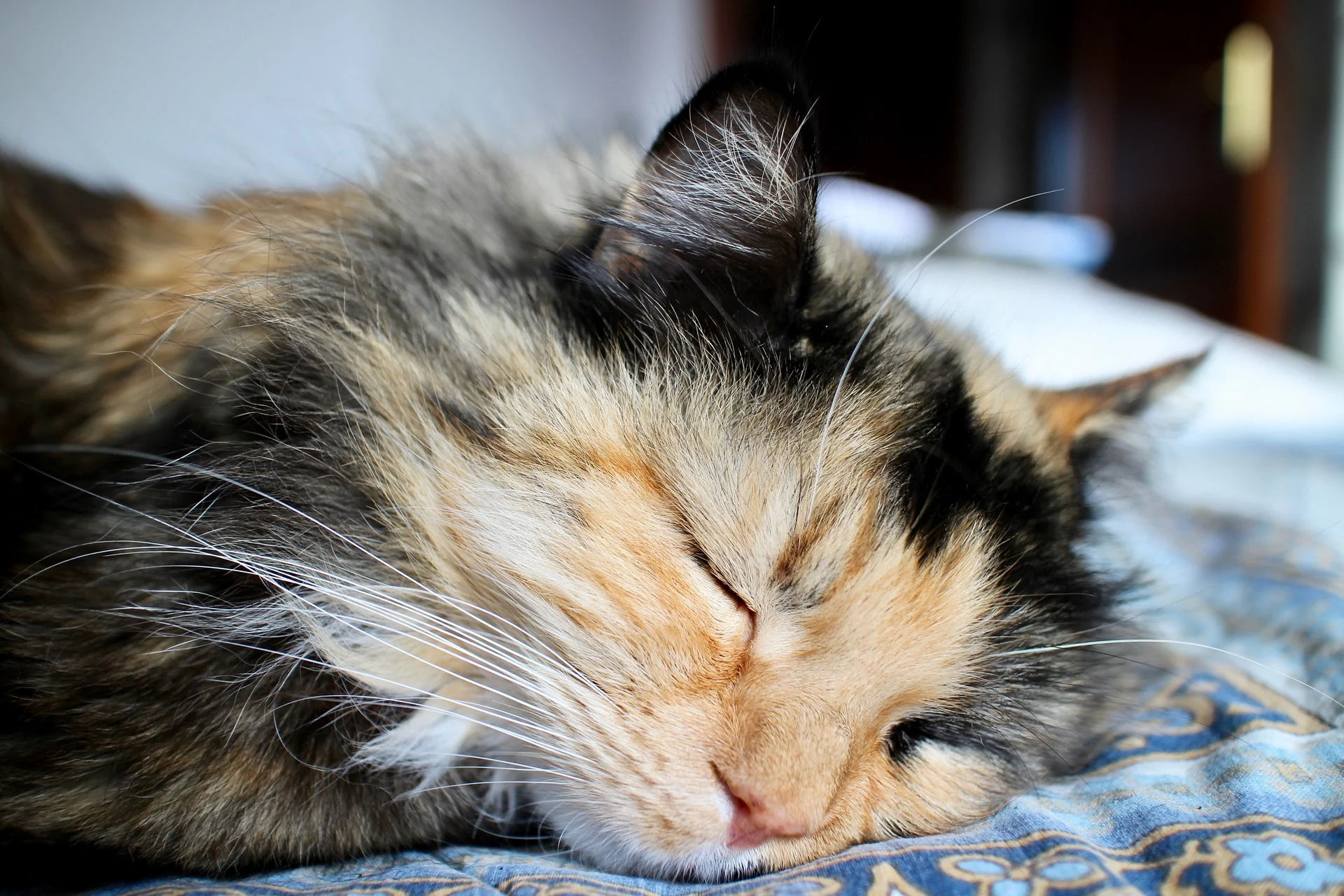 How To Sleep With Your Cat (No, Not Like That You Perv!)