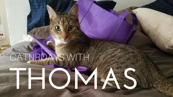 Caturdays With Thomas: Week 3, Ma Went Out Of Town - Without Me!