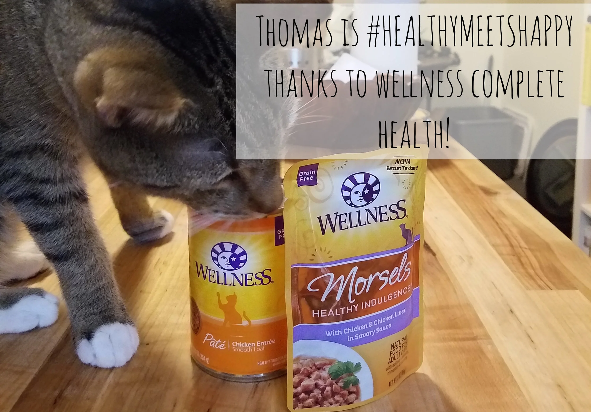 Thomas the Cat Is #HealthyMeetsHappy Thanks To Wellness Complete Health