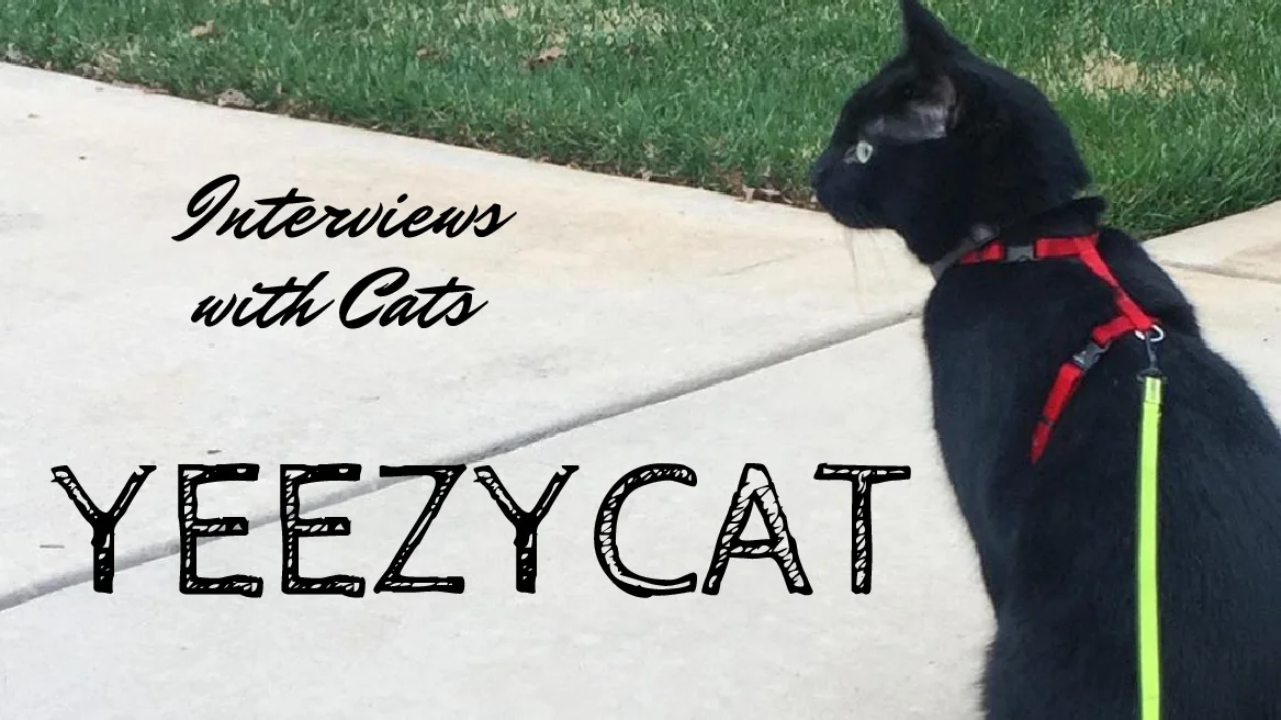 Interviews With Cats: King YeezyCat
