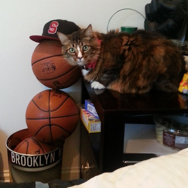 Poupin the cat (owner Brook Lopez not pictured) / Image Credit: ESPN