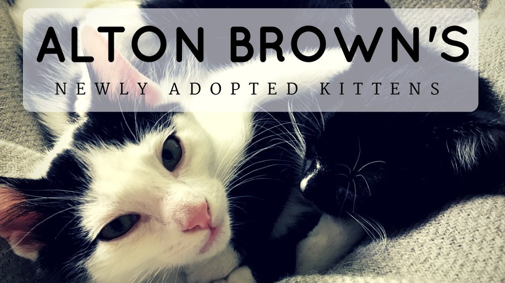 Alton Brown Adopted Two Kittens And Named Then Stir Fry And Shrimp Toast That Cat Blog