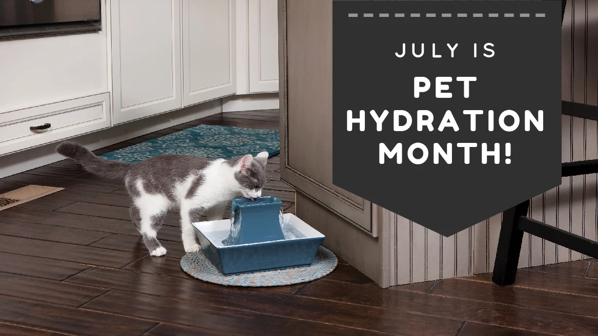Just In Time For July's Pet Hydration Month, Thomas Gets A PetSafe Water Fountain 
