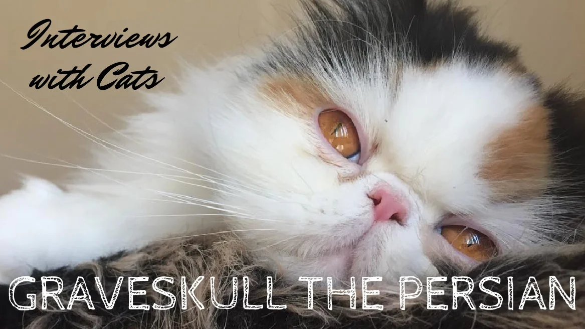 Interviews With Cats: Graveskull The Persian