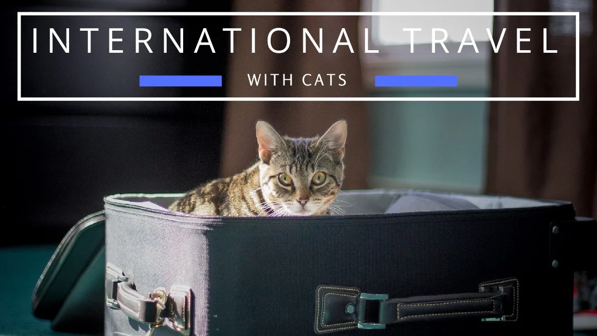Best Tips For International Travel With Cats