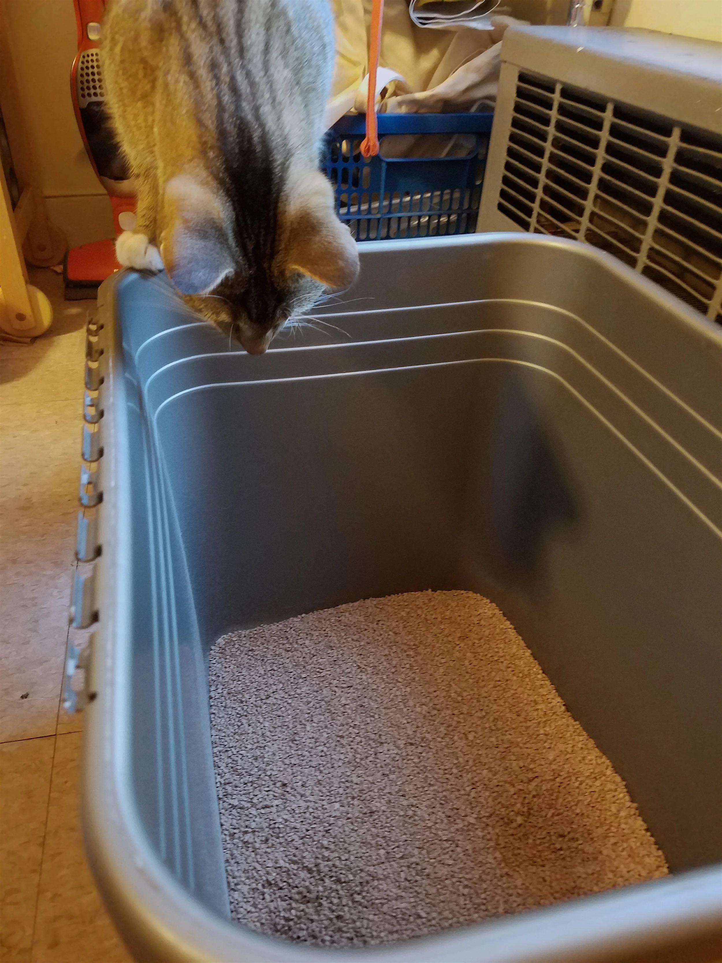 zero mess cat litter