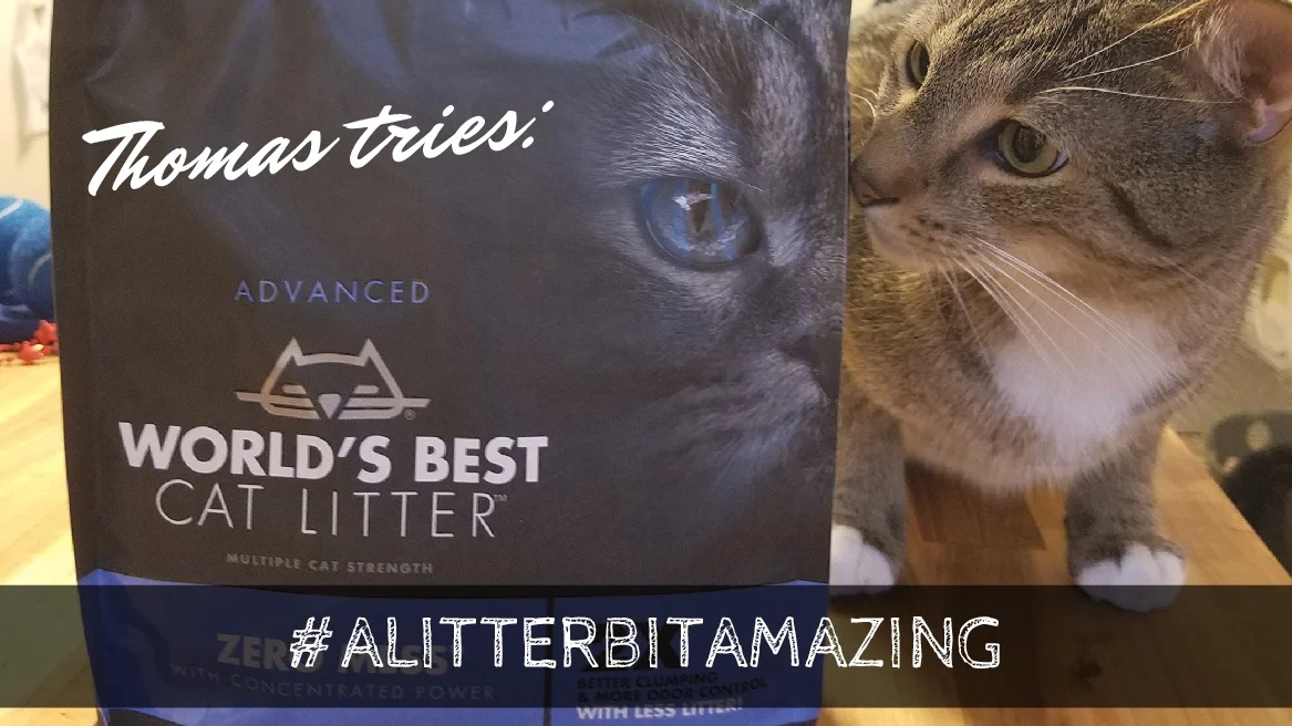 zero mess cat litter