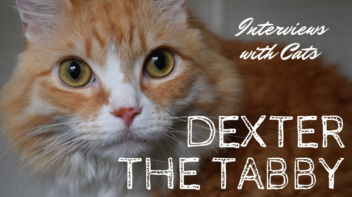Interviews With Cats: Dexter The Delightful Tabby
