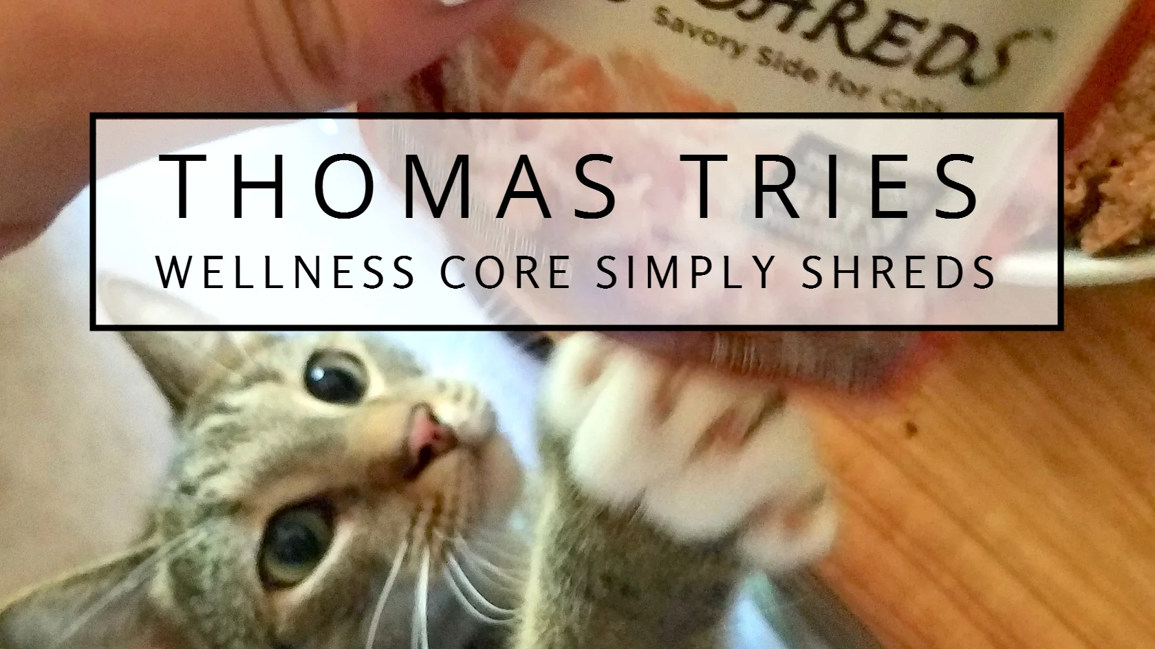 Chewy Influencer Review: Wellness CORE Simply Shreds