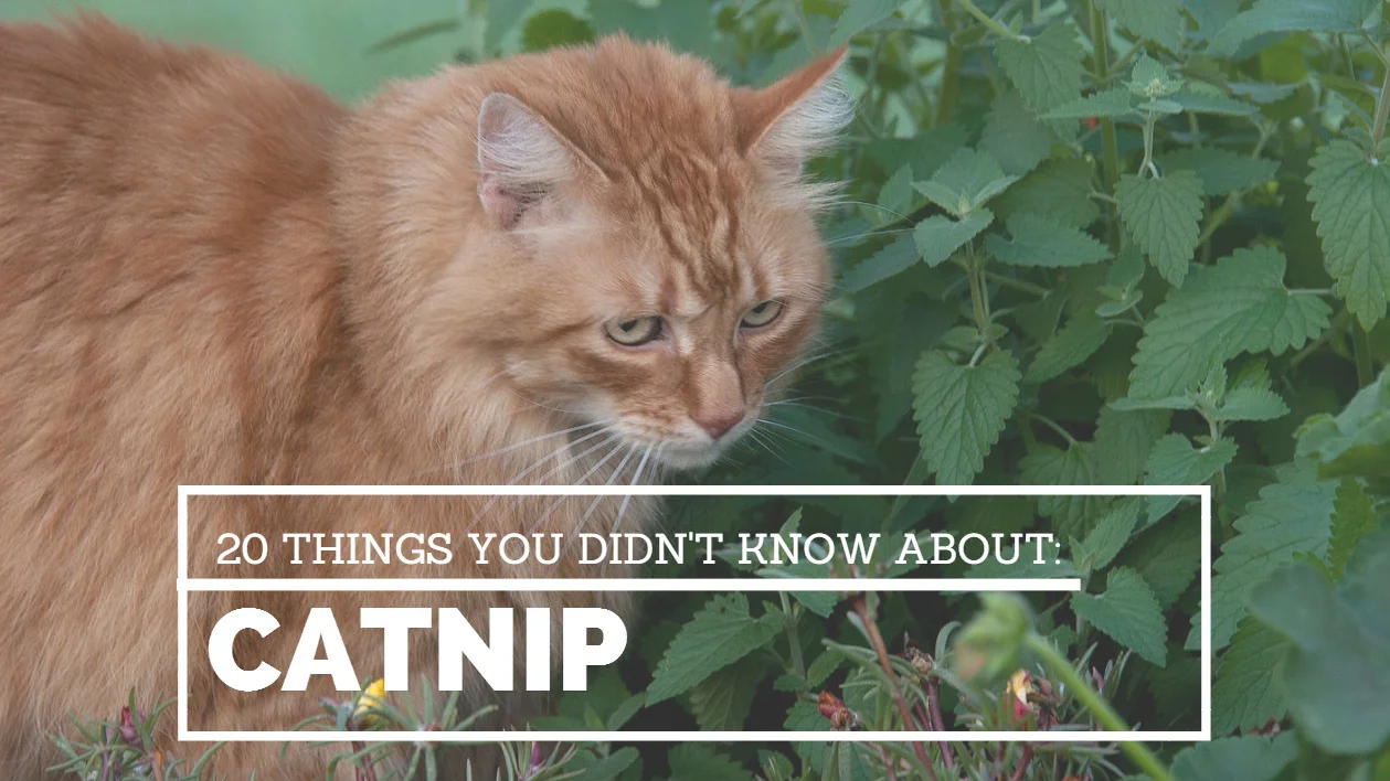 20 Things You Didn't Know About Catnip